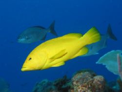Yellow Coney, Desecheo, PR. by John Thompson 